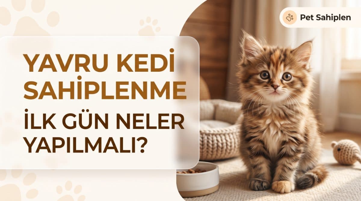 Yavru Kedi Sahiplenme Rehberi: İlk Gün Neler Yapılmalı?