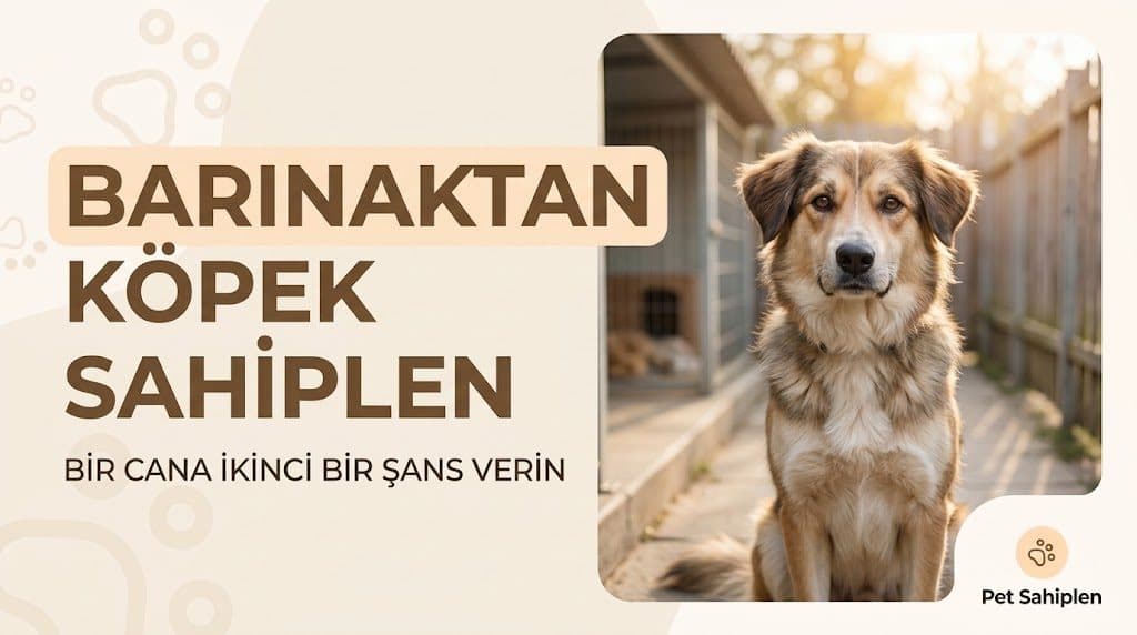 Barınaktan Köpek Sahiplenmenin Avantajları ve Önemi