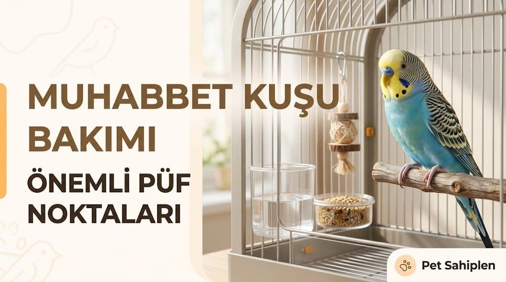 Muhabbet Kuşu Bakımı Nasıl Yapılır? Önemli Püf Noktaları