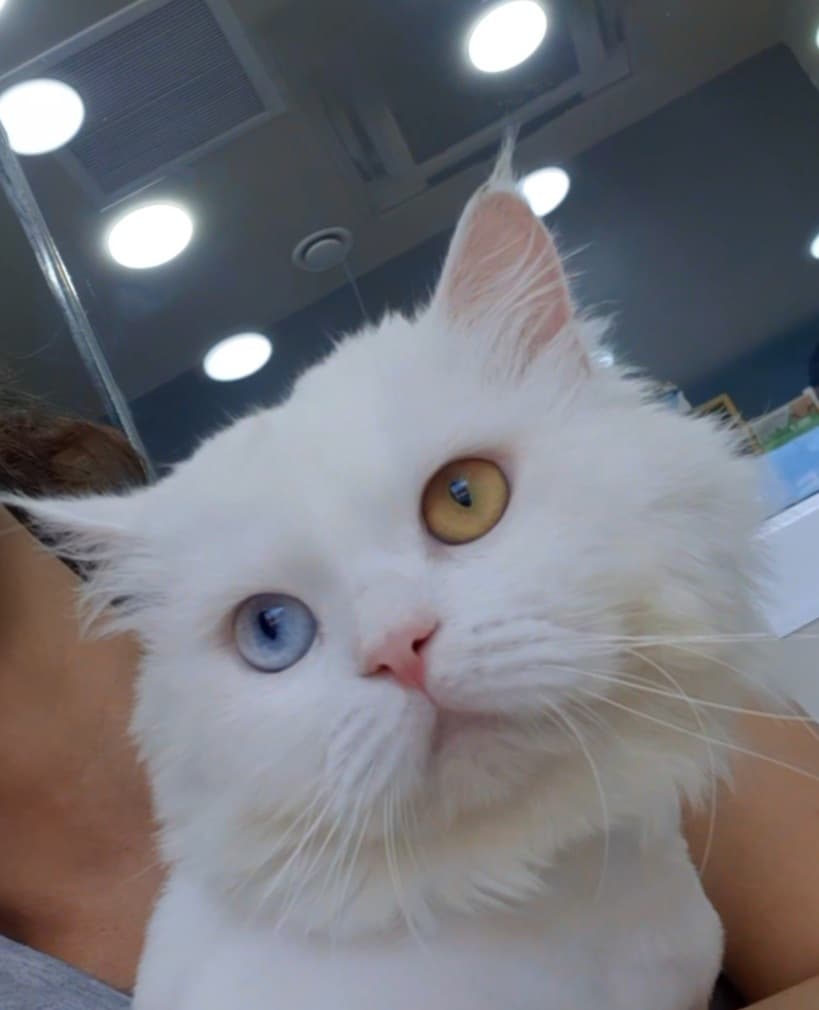 2,5 Aydır Klinik Kafesinde - diger Kedi sahiplenme ilanı