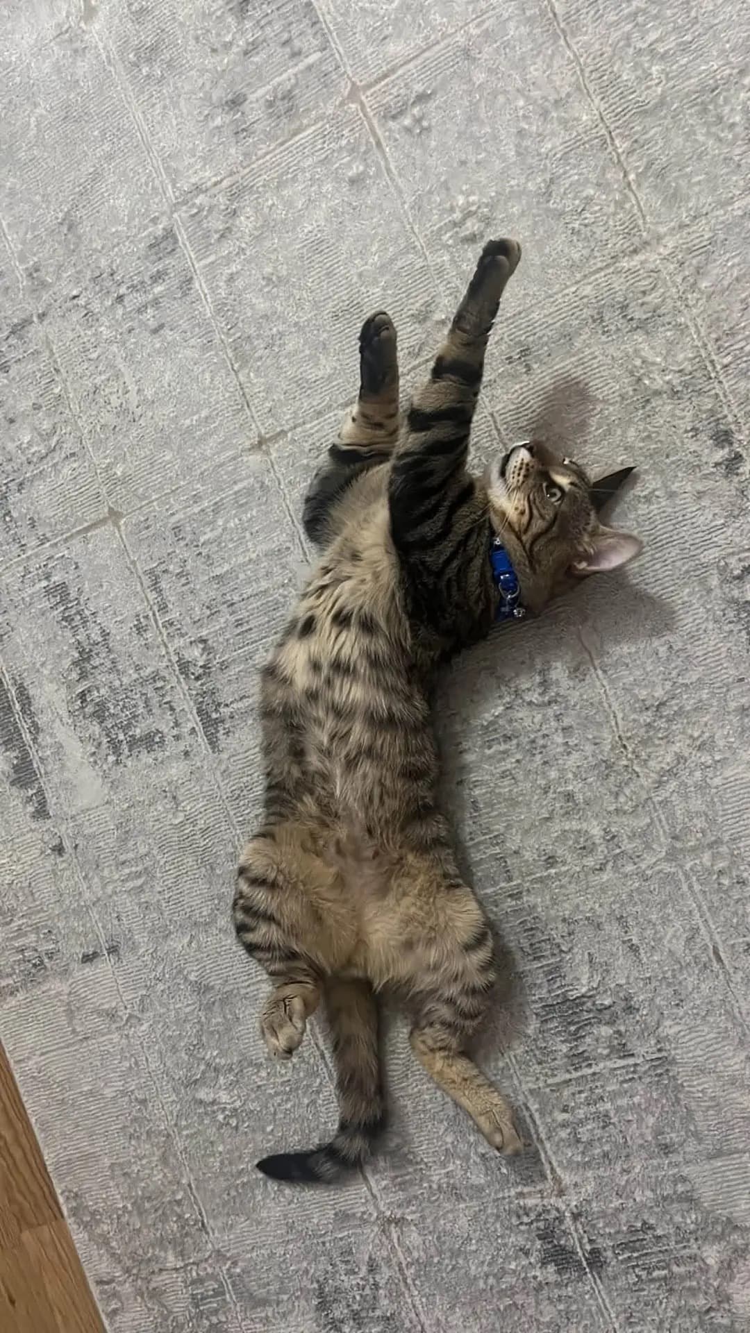 Dobby - Uysal Dobbye Yuva Arıyoruz - tekir Kedi sahiplenme ilanı