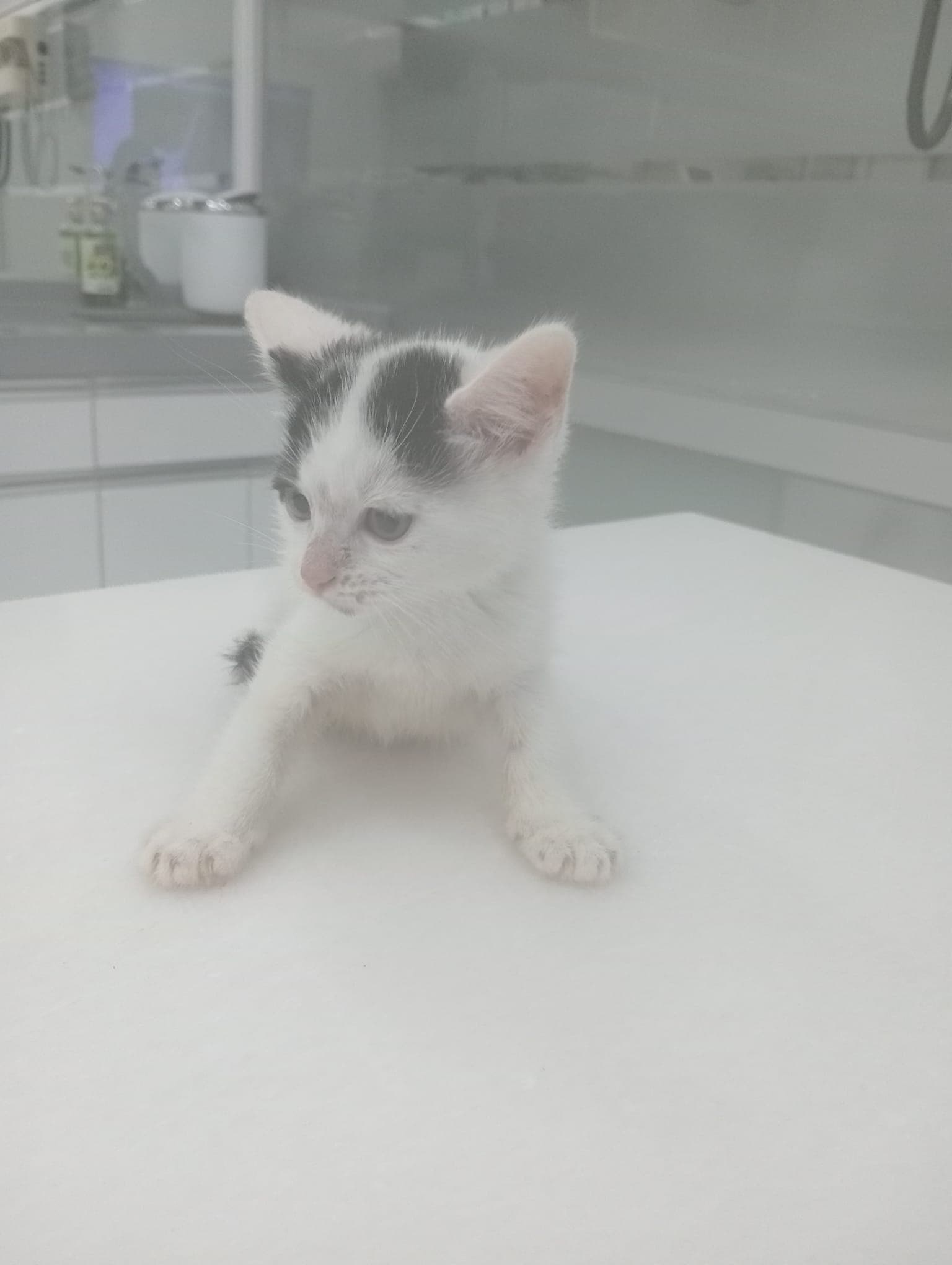 Pamuk - 2 Aylık Pamuk Yuva Arıyor - tekir Kedi sahiplenme ilanı