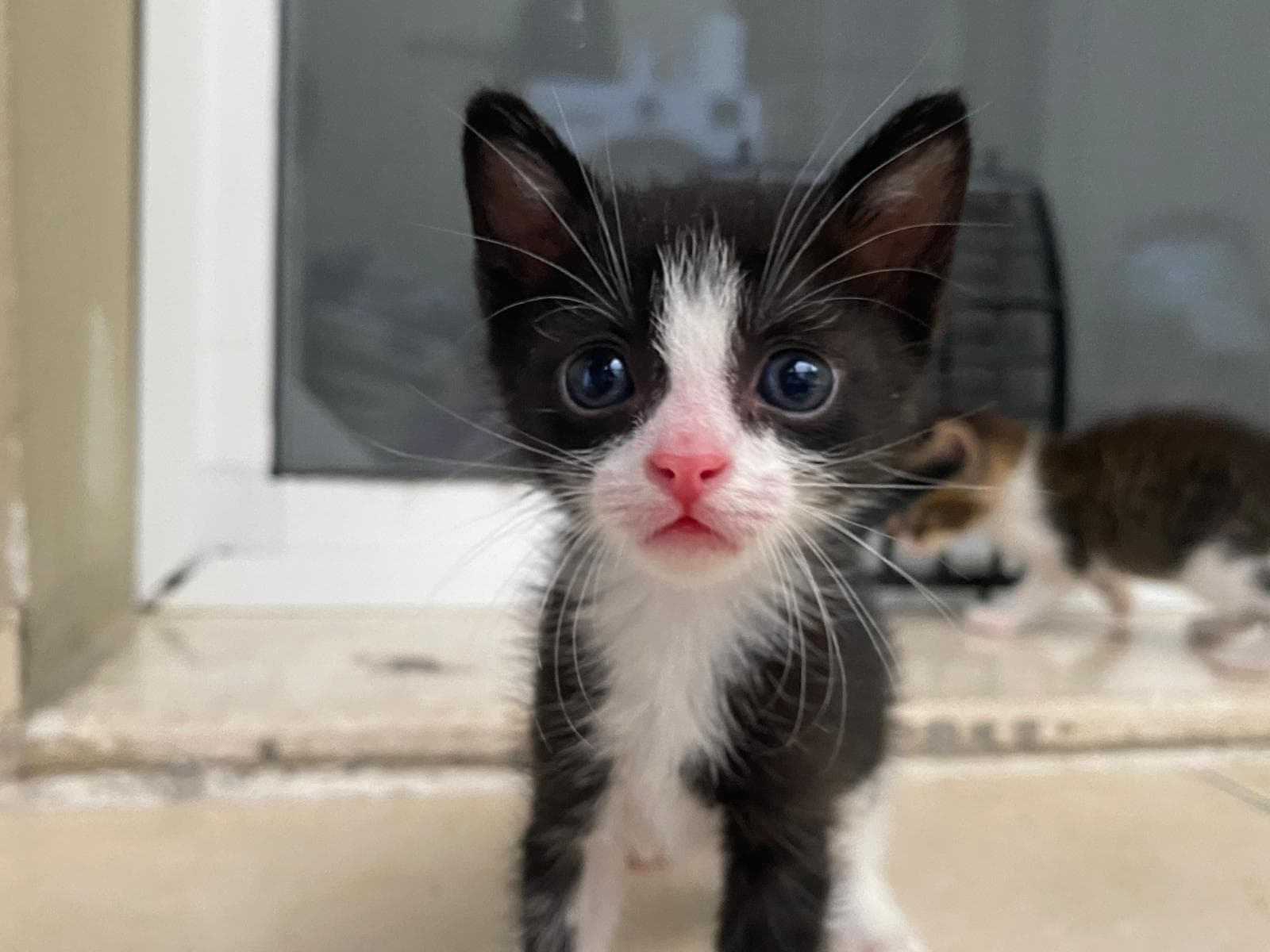 2 Aylık Gur Gur Bebeğe Acil Ömürlük Yuva - tekir Kedi sahiplenme ilanı