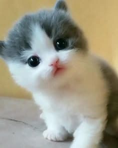 Pamuk Sizi Çok Seviyor fotoğrafı